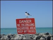 Seagull on Clearwater beach