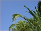 Palm trees, Menorca