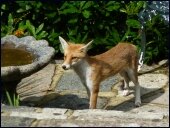 A young fox in our garden